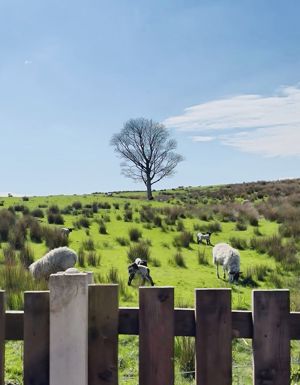 Lambs- click for photo gallery